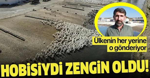 Adana’da hobi olarak kaz yetiştiriciliği yapan Eser Aydoğdu şimdi siparişlere yetişemiyor! Kaz yetiştiriciliği nasıl yapılır?