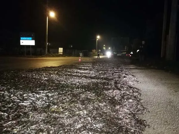 Bursa'da tonlarca hamsi yola saçıldı - 6