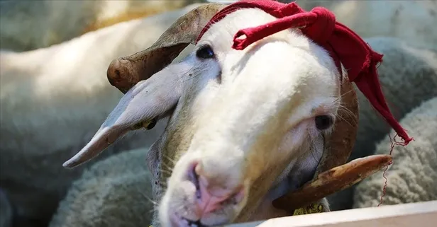 Kurban kesimi duası Türkçe - Arapça! Kurban keserken okunacak dua! Kurban keserken nasıl niyet edilir?