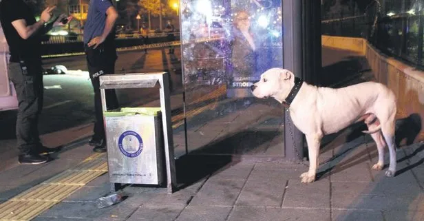 Sahibinin kurşunlanması üzerine panikleyen köpek herkesi duygulandırdı Yaşam haberleri