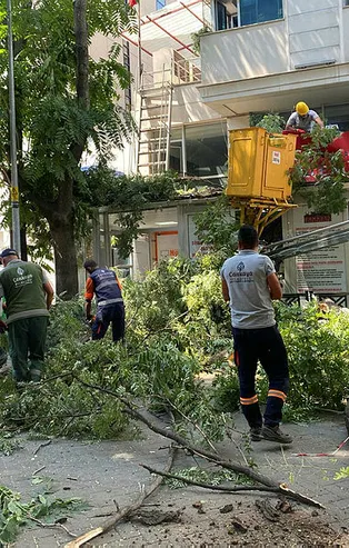 Ankara'da facianın eşiğinden dönüldü! 10 metrelik ağacın dalı yol ortasına devrildi