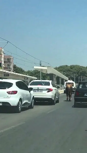 antalyada-firari-danalar-trafige-karisirken-bir-tanesi-acemi-kasabi-betona-firlatti-1596209804639.jpg Antalya’da firari danalar trafiğe karışırken bir tanesi acemi kasabı betona fırlattı-3