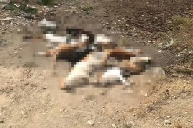 Datça’da 10 kedi zehirlenerek öldürüldü