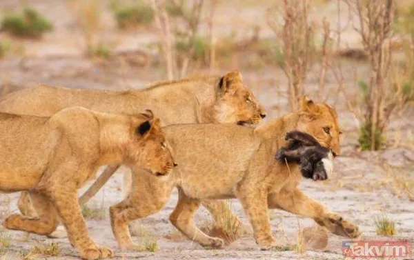 Yılan evcil köpeğe saldırdı! Dehşet dolu anlar... - 29