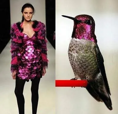 Modanın kuşlara göre uyarlanışı