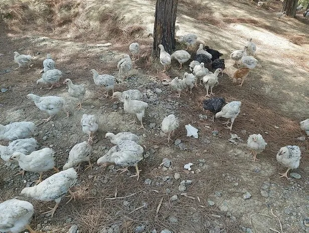 Adana'da ölüme terk edilen yaklaşık 300 civciv ekipler tarafından toplanmaya başlandı-4