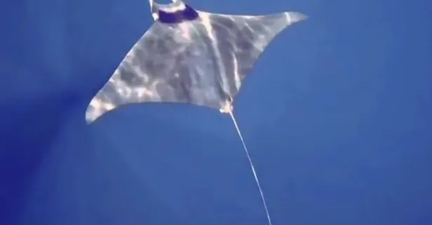 Gökçeada'da manta vatozu görüntülendi