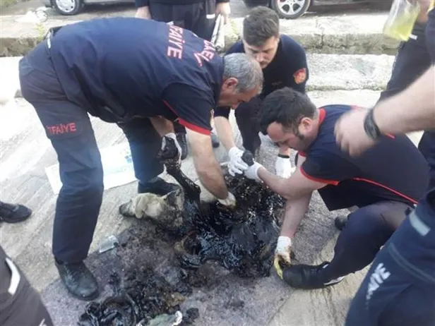 Korkunç olay! Köpek, tankerden dökülen zifte yapıştı-1