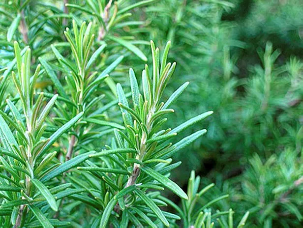 yastiginizin-altina-sadece-1-tutam-koyun-sabah-kalktiginizda-hafizaniz-fisek-gibi-calisacak-1696187134927.jpg Sabah kalktığınızda hafızanız fişek gibi çalışacak! Yastığınızın altına sadece 1 tutam koyun-4