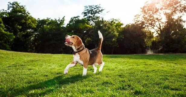 Bilim insanları açıkladı: insanların köpeklerden beklentileri zaman içerisinde değişti