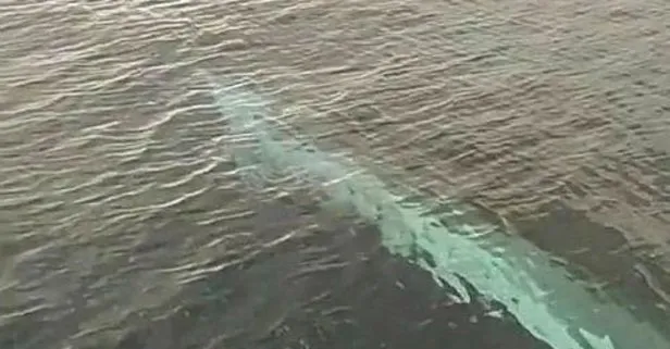 Tam 15 metre! Akdeniz’de balıkçılar oluklu balinayı kayda aldı