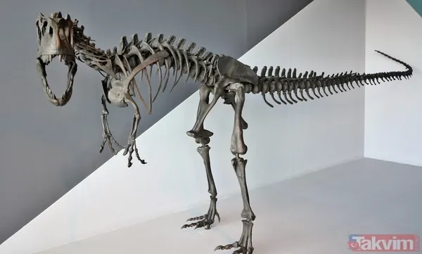 230 milyon yıldır oradaydı! Meğer evrenin en eski... - 4