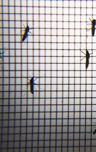 Sivrisinek tehlikesi sürüyor! 3 büyük risk var: Bu belirtilere dikkat