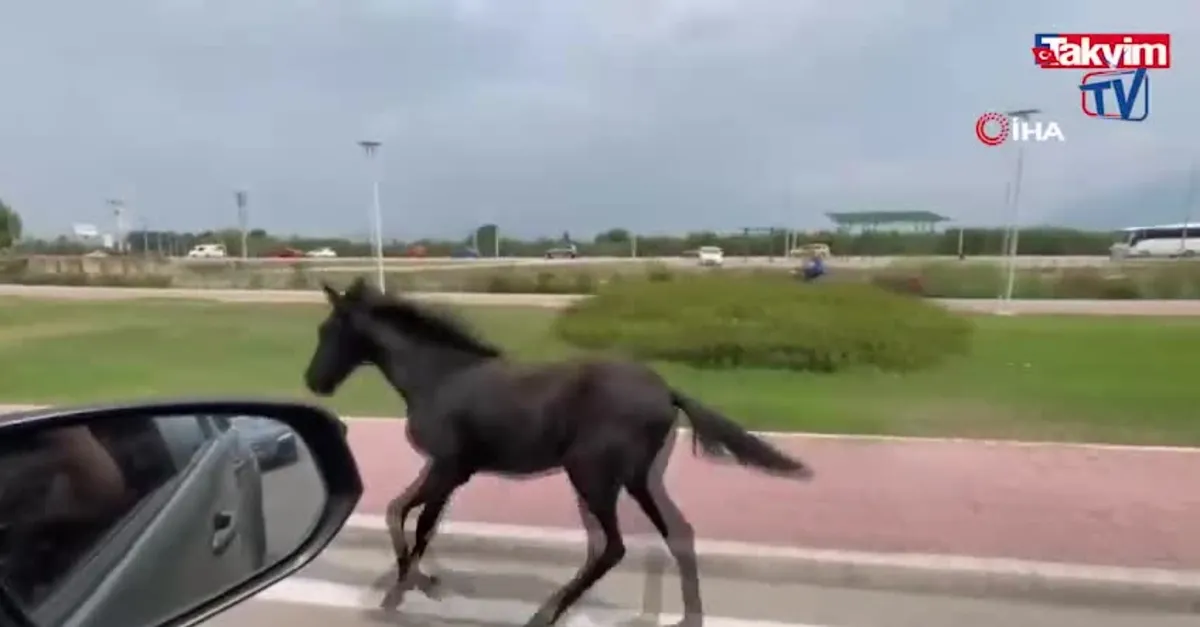 Bursa'da başıboş at trafiği karıştırdı
