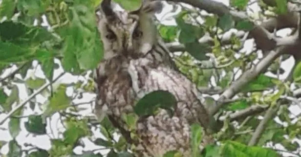 Diyarbakır’da, nesli tükenmekte olan boynuzlu baykuş görüldü