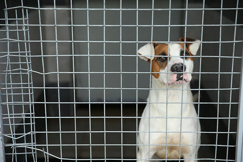 kopek-kisirlastirma-nedir-ne-icin-gereklidir-kopek-kisirlastirma-fiyatlari-2024-erkek-ve-disilerde-nasil-yapil-1716815807957.jpg Köpek kısırlaştırma nedir, ne için gereklidir? Köpek kısırlaştırma fiyatları 2024! Erkek ve dişilerde nasıl yapılır?-2