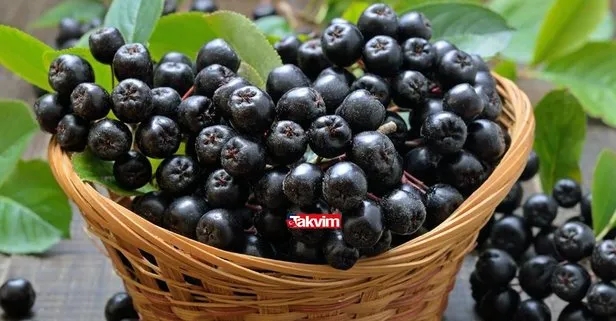 Aronya meyvesi nedir? Aronya meyvesi nerede yetişir?