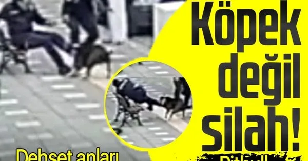 manisa da pitbull dehseti 2 polisi