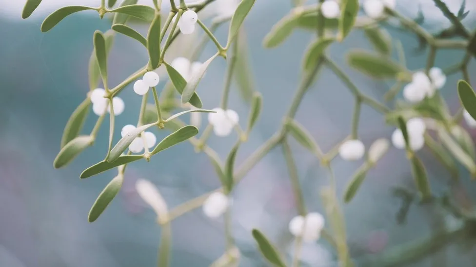 Kansere şifa olan bitki - 3