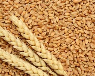 Buğdayın alım fiyatı 940 lira