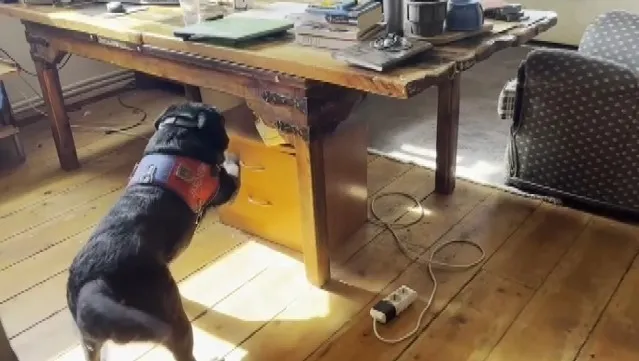 Narkotik köpeği Takip