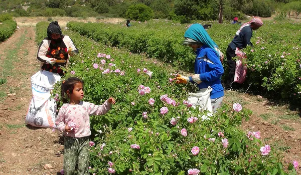 6 tondan sadece 1 litre çıkıyor! Litresi 7 bin Euro-2