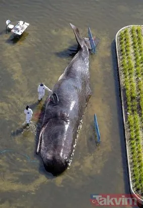Madrid’de nehir kıyısında İspermeçet balinası görenleri şaşırttı