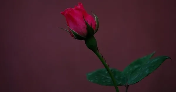 Ruyada Gonca Gormek Ne Anlama Gelir Takvim
