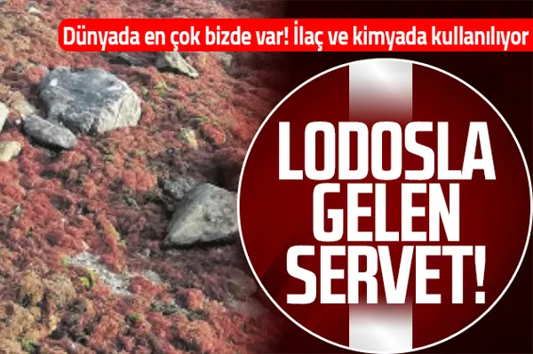 Lodostan gelen servet! Marmara Denizi kırmızıya boyandı! İlaç ve kimyada kullanılıyor-1
