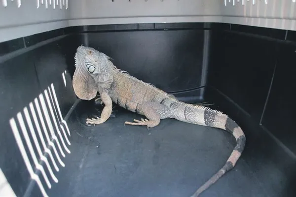 400 bin TL'ye satın aldığı otomobili komşu çizdi! (Yaşam haberleri)-11