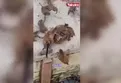 Maymun çeteleri Tayland’ı ele geçirdi