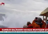 Kambur balinanın havada muhteşem şovu
