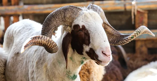 🐑DİYANET KURBANLIK BAĞIŞ FİYATLARI 2024! Yurt içi, yurt dışı vekaletle kurban kesim ücreti kaç TL oldu?