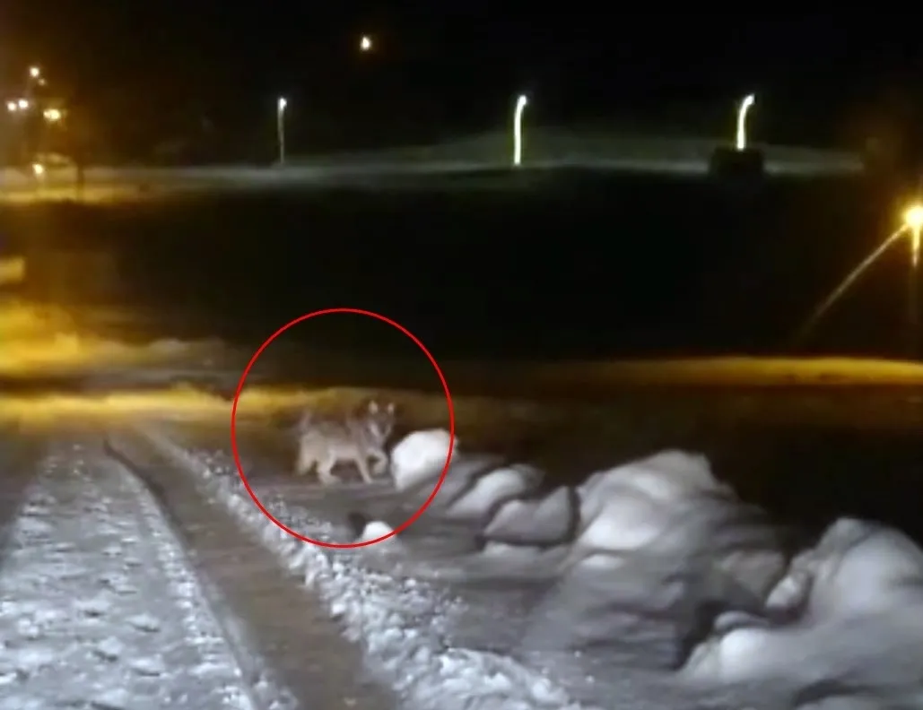 Aç kalan kurt merkeze indi