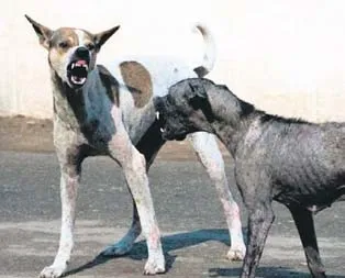 Sokak köpekleri 38 koyunu yedi