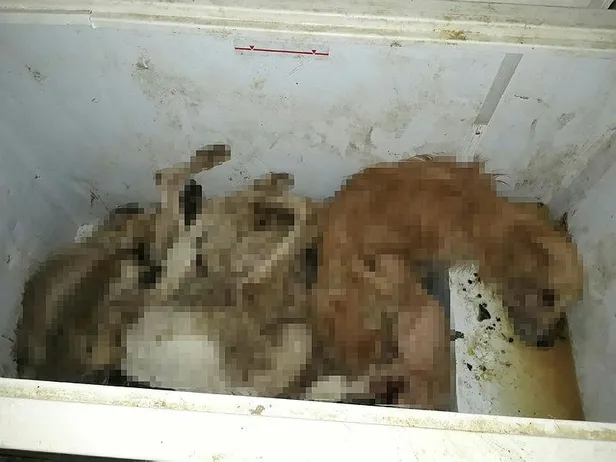 CHP'li Tunç Soyer ve Özlem Çercioğlu’ndan hayvan katliamı-1