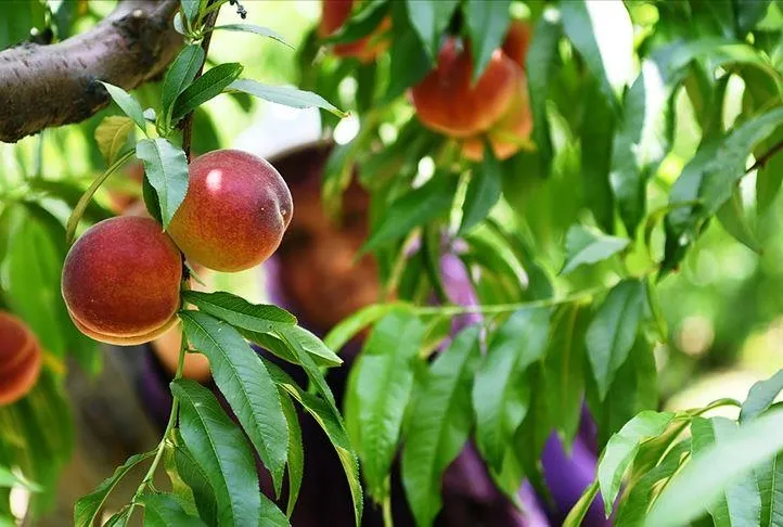 Böbreklere şeftali gücü
