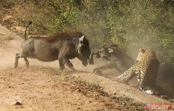 Aslan ve kaplanın (kavgası) karşılaşması hayrete düşürdü! - 34
