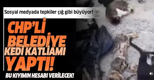 CHP’nin kedi katliamına sosyal medyadan büyük tepkiler yağdı!