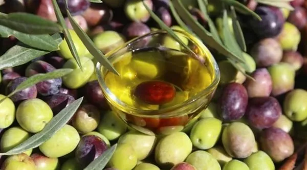 Gazze ilk kez Arap ülkelerine zeytinyağı ihraç ediyor-5