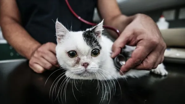 21-aralik-oncesinde-mugla-marmariste-sokak-kedilerinin-ortadan-kaybolmasi-satanizm-iddialarini-gundeme-getirdi-1608366469262.jpg 21 Aralık öncesinde Muğla Marmaris'te sokak kedilerinin ortadan kaybolması satanizm iddialarını gündeme getirdi-9