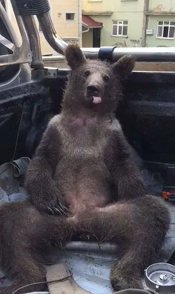 duzcede-fazla-bal-yiyen-ayi-bayildi-o-anlar-kamerada-1660202612452.jpeg Düzce'de fazla bal yiyen ayı bayıldı! O anlar kamerada-4