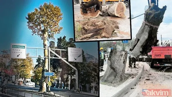 İstanbul tarihine kazınan bir ihanet! Ağaç zarar görmesin diye köşk yürüten Atatürk'ten asırlık çınarları katleden CHP'li İBB'ye - 5