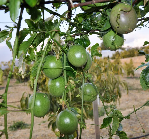 passiflora-meyvesi-nedir-nasil-yenir-passiflora-nerede-ve-ne-kosullarda-yetisir-1615368235835.jpg