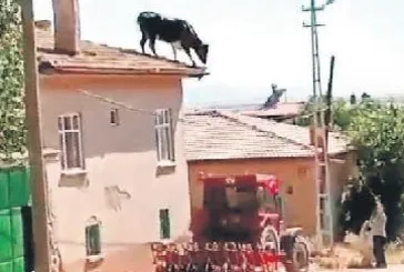 Kurban yerine kendilerini kestiler