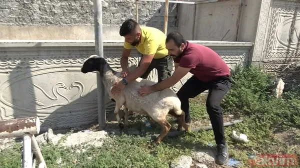 'Firar eden kurbanlıklar' haberleri gelmeye başladı! Boğa bir kişiyi düşürdü koçlar trafiği karıştırdı - 18