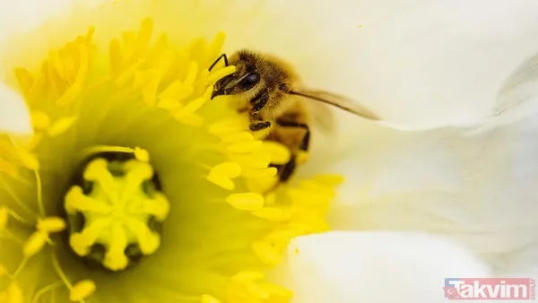Zaman tüneli açıldı! Uzaylılarla iletişimin anahtarı bal arıları - 10