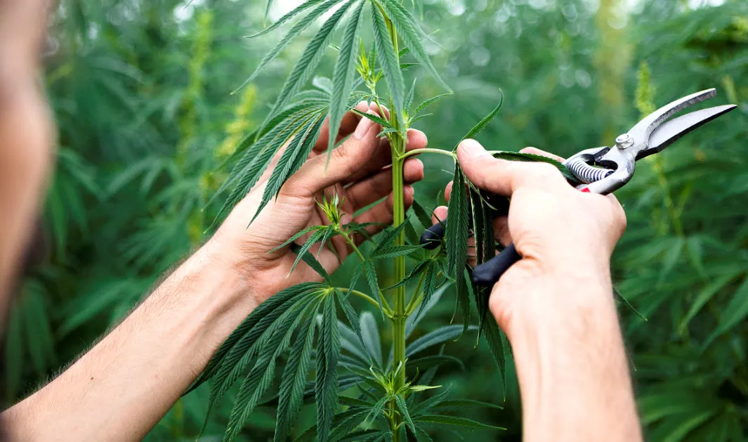 Kenevirde 1 milyar dolarlık pazar! Erdoğan talimatı vermişti - 3