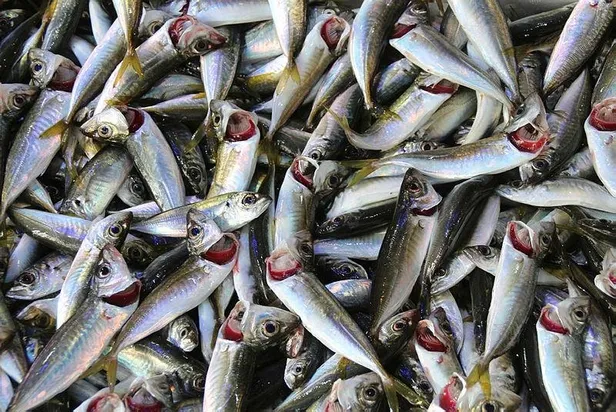 2021- 2022 balıkçılık av sezonu yasağı yarın başlıyor! Kurallara uymayanlar ceza yağdı: 27 milyon 597 bin lira-6