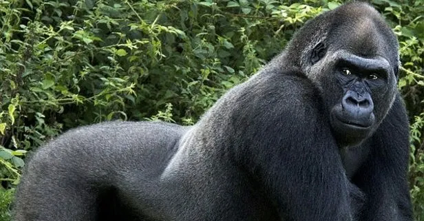ruyada goril gormek ne anlama gelir takvim
